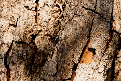 Close up texture of rough brown tree bark. Dry tree bark texture and background, nature concept.