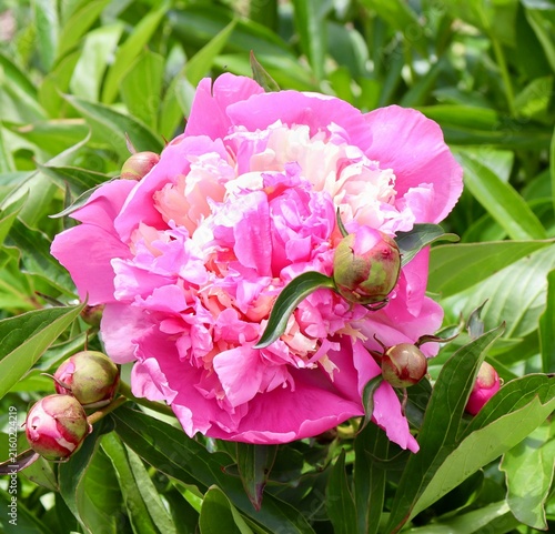 A close view of the pink flower in the garden.