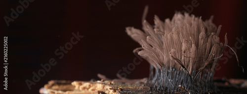 Canvastavla Plasmodium, small unusual mushrooms, mushroom spores, mycelium macro photo