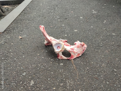 bone on the street. a gnawed bone on the street. a large bone with some meat left
