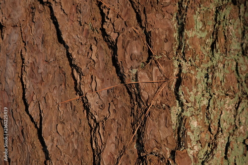 pine bark. texture of old pine bark. pine bark natural background