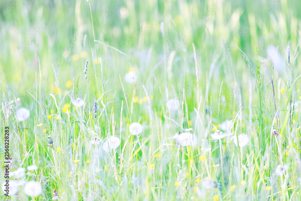Fototapeta premium Light green background, summer field grass, eco natural abstract background softcolor gradient