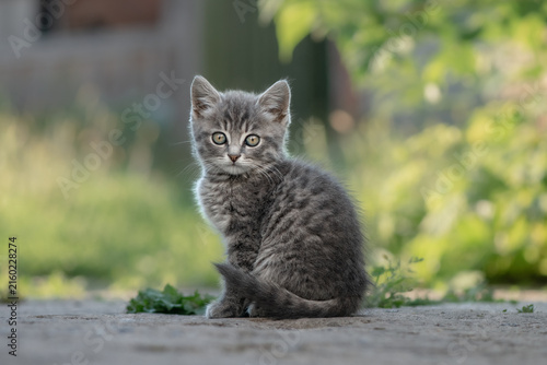 Quadro su tela Cute gray tabby kitten looking at camera