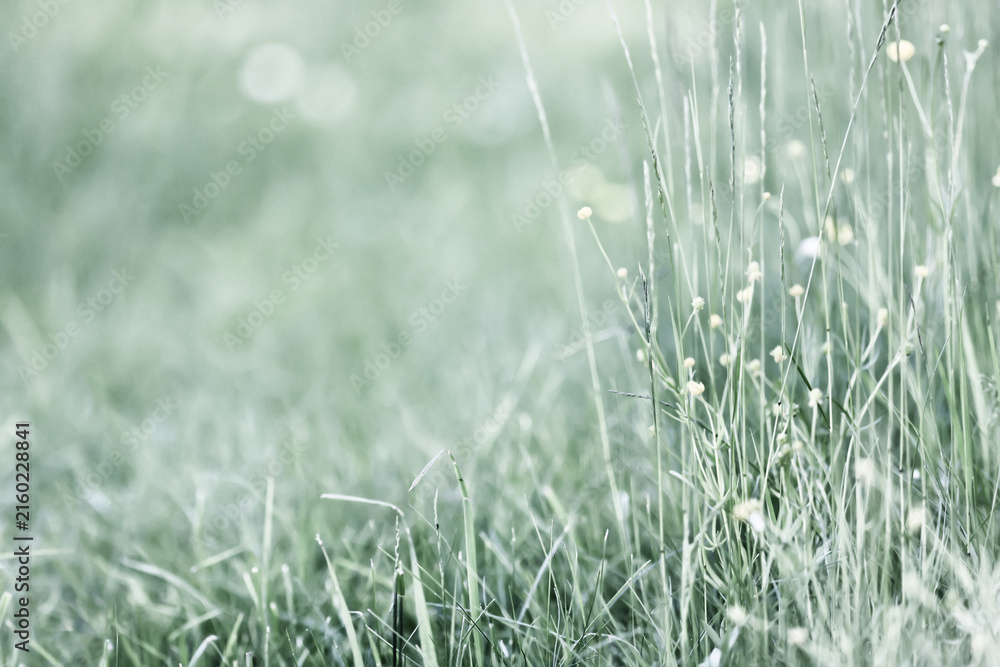 Fototapeta premium Light green background, summer field grass, eco natural abstract background softcolor gradient