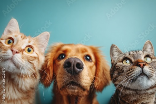 Cute dogs and cats peeking from corners on blue background template, Vector illustration of funny cats and dogs peeking from edges with copy space on light blue background for pet care frame.