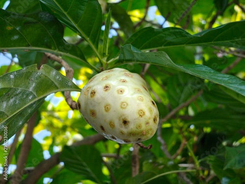 Quadro su tela Close-up of a ripe noni fruit (Morinda citrifolia) growing on a tree, surrounded by lush green leaves in natural tropical sunlight