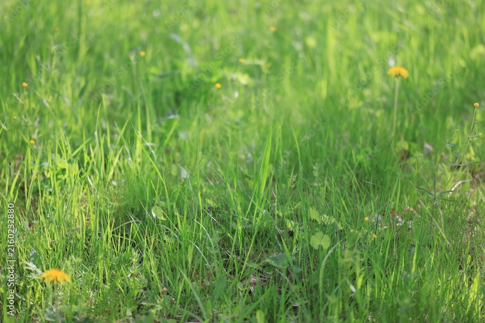 Fototapeta premium background of fresh green grass, nature in the field