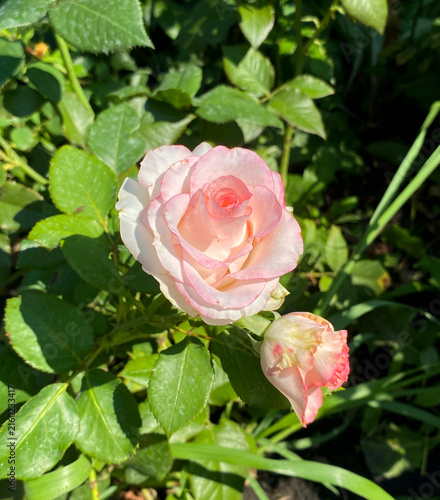 Obraz na plátne The photograph shows a delicate, two-tone garden rose bud (presumably a hybrid tea or floribunda) with creamy white petals and a bright pink edge