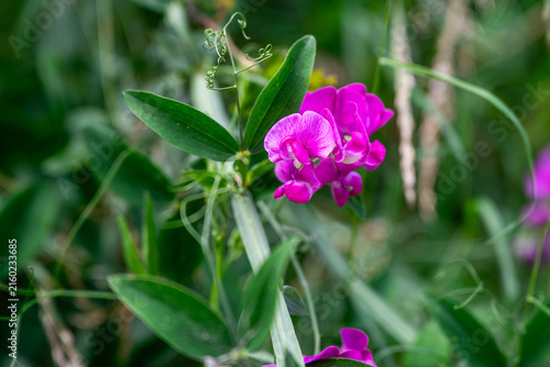 Fotografía Close up view of blooming broadleaf sweet pea (Lathyrus latifolius) with bright