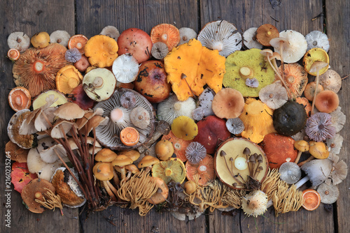 Mushroom panel, background texture autumn forest harvest