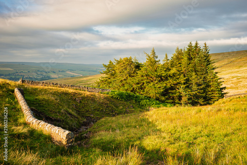 Copse of conifers on Harthorpe Moor in the North Pennines, a landscape of sweeping  moorlands, renowned for vast open skies, winding rivers and historic stone buildings in a National Landscape