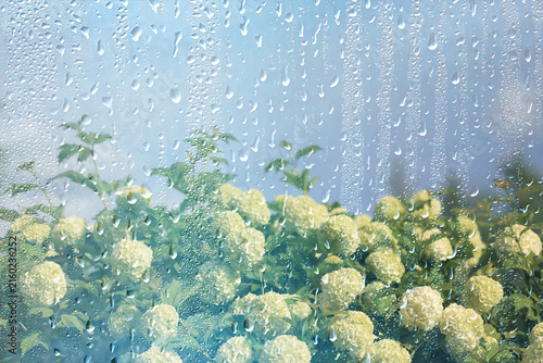 background of rain drops on glass, abstract summer grass and flowers in wet nature freshness