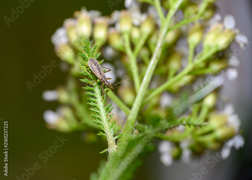 фотографія An insect with long antennae, wings and large eyes, strewn with pollen on the st