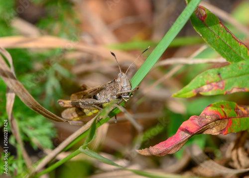 Canvas Print A close-up view of a brown grasshopper gnawing a leaf of grass in meadow thicket