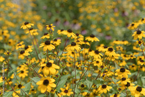 Foto summer garden with rudbeckia triloba in bloom