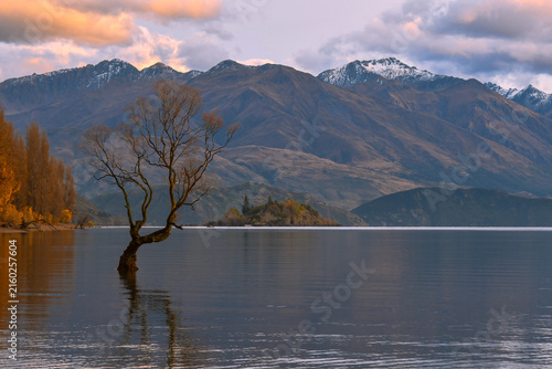 Bild auf Leinwand That Wanaka Tree at sunset with Southern Alps, Lake Wanaka, New Zealand