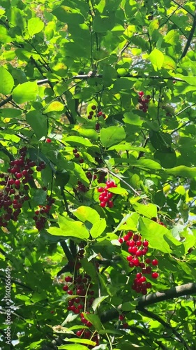 Birds feeding on red bird cherry berries among green branches for wildlife, seasonal and nature design
