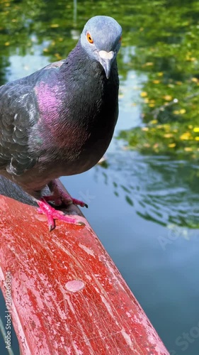 Curious pigeon approaching and looking into the camera beside a pond for urban wildlife, animal behavior and nature content