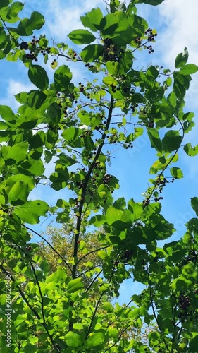 Wind swaying bird cherry branches with red berries against blue sky for seasonal, botanical and nature design