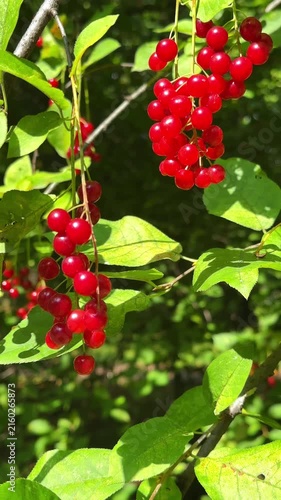 Close up of ripe red bird cherry berries on branch for botanical, seasonal and nature design