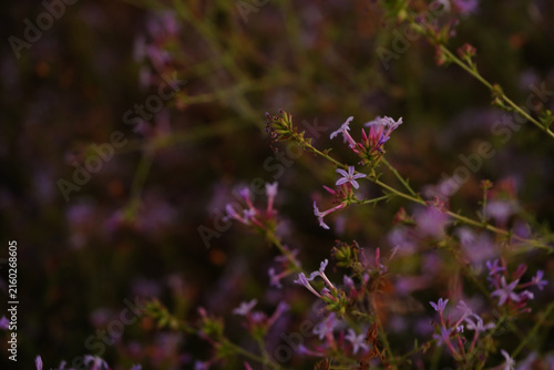 Konstfotografi Plumbago europaea Purple Flowers Blooming Against Soft Natural Background