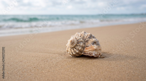 Seashell on sand with ocean waves in background, representing nature, tranquility, and coastal beauty, ideal for travel and relaxation themes
