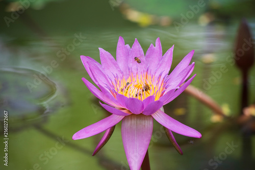 Фотография Bees collecting nectar from a fully bloomed purple water lily with vivid yellow stamens and pink petals in a close-up nature shot capturing the symbiosis of flower and insect