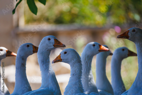 Fotografie geese in the farm