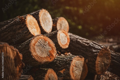 Log trunks pile, the logging timber forest wood industry. Banner of wood trunks timber harvesting in forest. Wood cutting in forest.