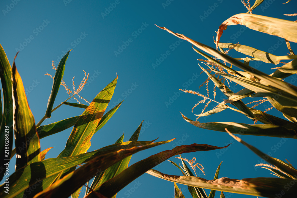 Fototapeta premium Low angle view of tall green corn plants and golden tassels illuminated by warm summer sunlight against deep blue sky. Agricultural field, maize cultivation and farming concept.
