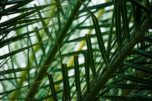 Foto Dense foliage of a Canary Island date palm, Phoenix canariensis, with overlapping green fronds and trimmed leaf stems