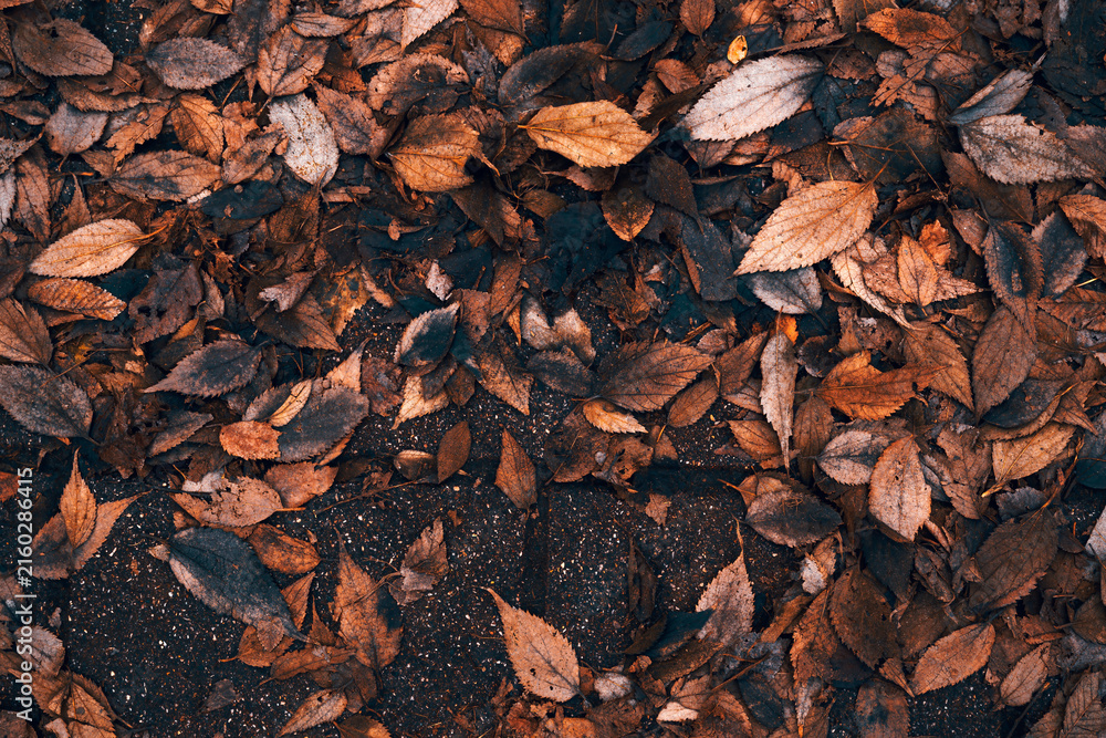 Obraz premium Texture of scattered dry brown autumn leaves covering dark wet pavement after rain. Rich earthy tones and natural details perfect for fall season and melancholy mood