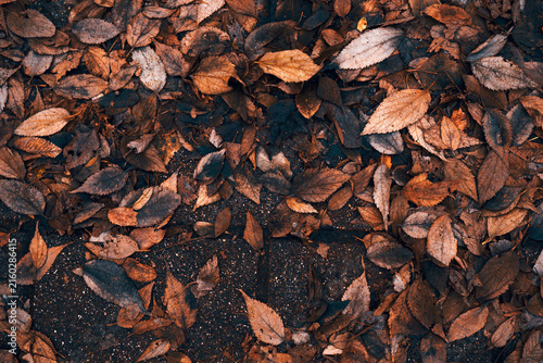 Fotografie Texture of scattered dry brown autumn leaves covering dark wet pavement after rain