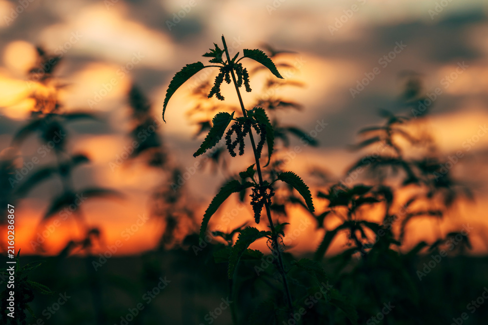 Fototapeta premium Common nettles backlit by a colorful evening sky with dramatic clouds. Rural scenery, summer sunset and natural environment theme.