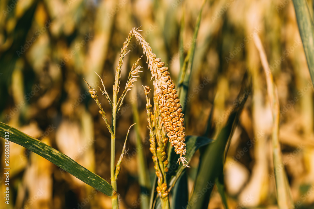 Fototapeta premium Underdeveloped corn ear on drought-stressed maize plant during hot summer. Crop damage caused by water scarcity, agricultural drought and climate stress concept.