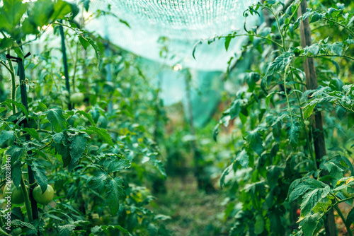 Rows of unripe tomato plants growing inside commercial greenhouse with warm sunlight filtering through foliage. Greenhouse farming, horticulture and sustainable food production.