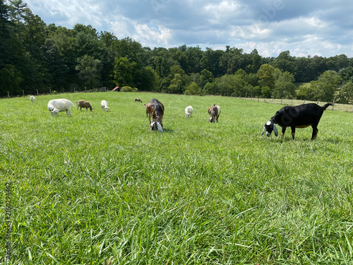 Obraz na płótnie Goats grazing on a hill