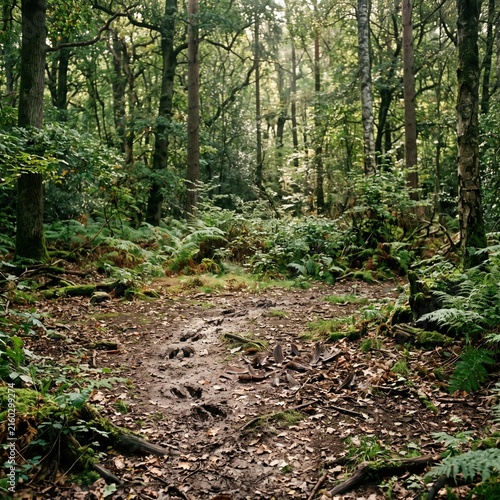 Untouched forest clearing with a dirt path through dense green trees and lush ferns