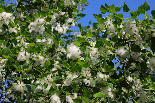 Konstfotografi Pollen from poplar trees during the spring months