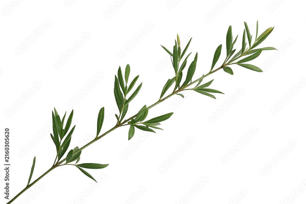 Fototapeta premium Olive like green leafy branch