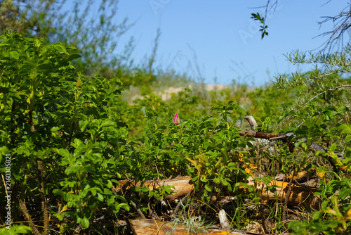 Картината върху платно These plants stabilize the shifting sands of coastal dunes, as can be seen in Mi