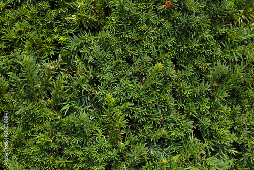 This is a close-up of the branches of a shrub in Geneva, Switzerland