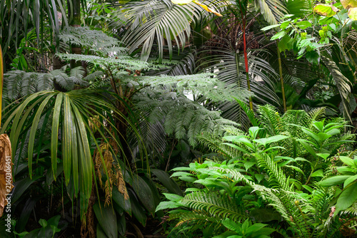 Dense Tropical Greenery with Fern and Palm Foliage