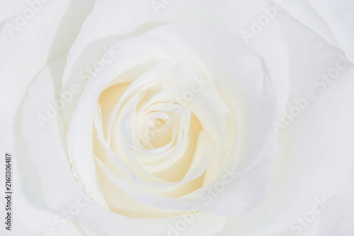 Canvastavla close up of beautiful white rose flower