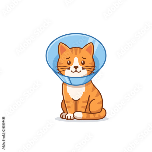 Cat in recovery collar looking sad and sitting on a white background  