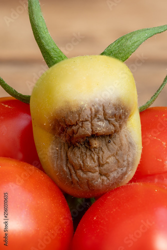Konstfotografi Small, developing green tomato featuring a sunken, dark brown, leathery patch sh
