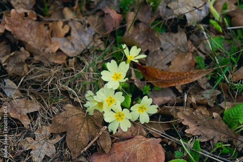 Fotografie Pale yellow wild primroses blooming among brown dry fallen oak leaves on the for
