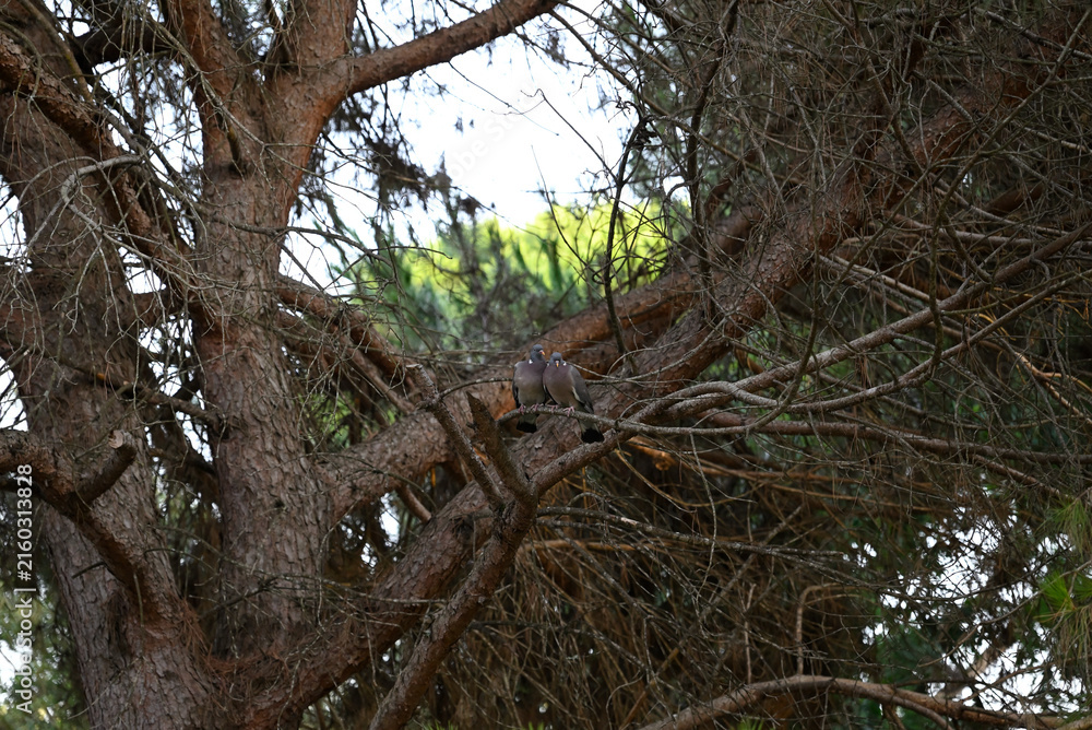 Fototapeta premium Cuddling lovebirds sitting in pine tree. Snuggling turtle doves sitting on pine tree branch.
