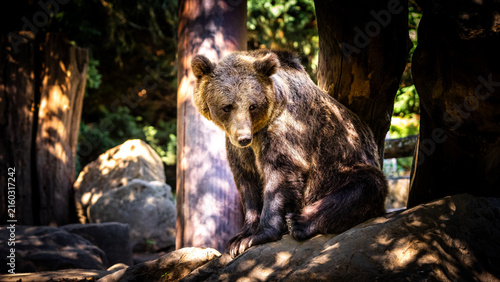 Bild auf Leinwand ours brun assis