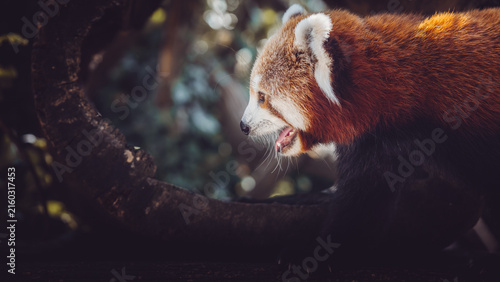 Foto panda roux chaud